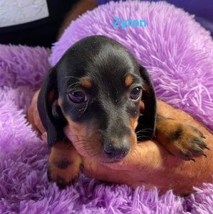 Meet your Posher, Desiree